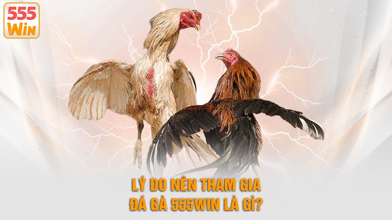 Lý do nên tham gia đá gà 555win là gì? Lý do nên tham gia đá gà 555win là gì?