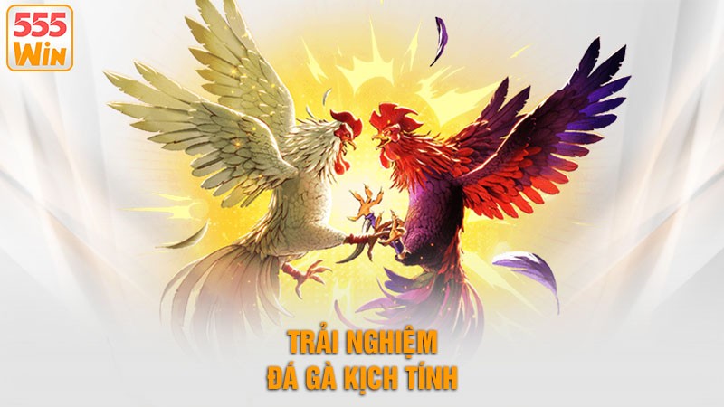 Trải nghiệm đá gà kịch tính Trải nghiệm đá gà kịch tính